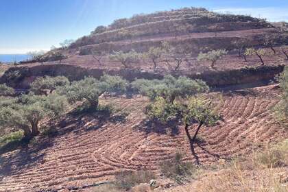 Terres agricoles vendre en Felix, Almería. 